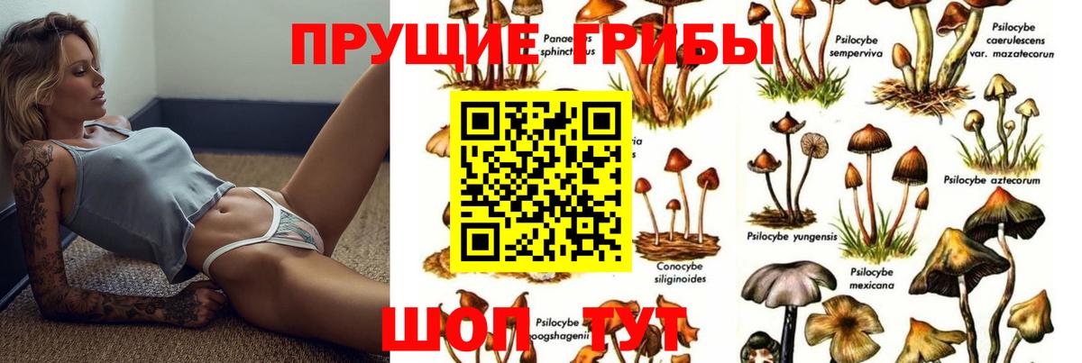 Северобайкальск  Псилоцибиновые грибы GOLDEN TEACHER  Вход с VPN 